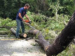 How Our Tree Care Process Works  in  Deerfield, IL