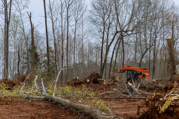 Best Tree Mulching  in Deerfield, IL