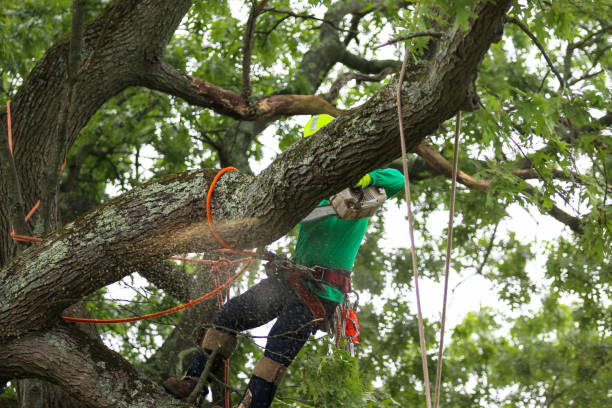 Professional Tree Services in Deerfield, IL