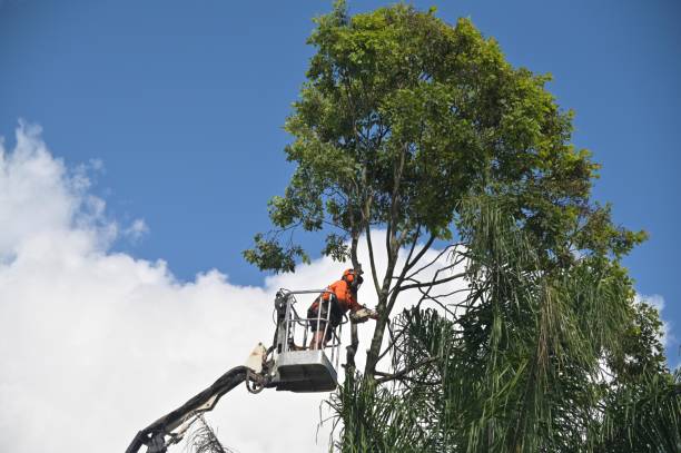 Best Tree Risk Assessment  in Deerfield, IL