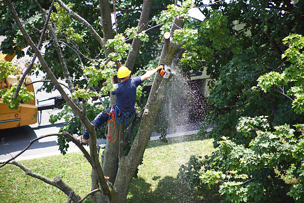 Best Root Management and Removal  in Deerfield, IL