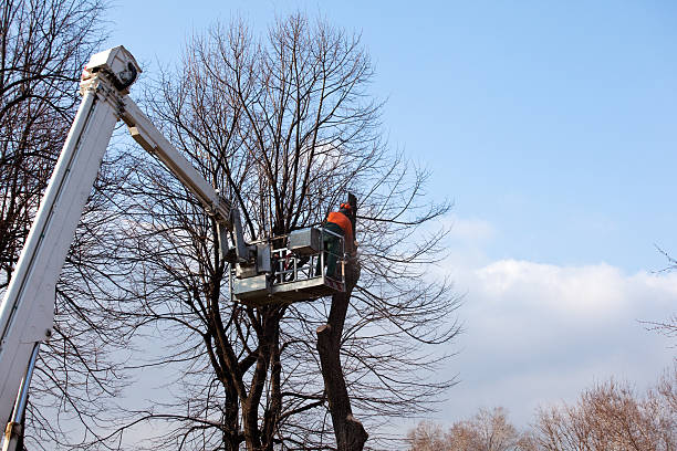 Best Tree and Shrub Care  in Deerfield, IL