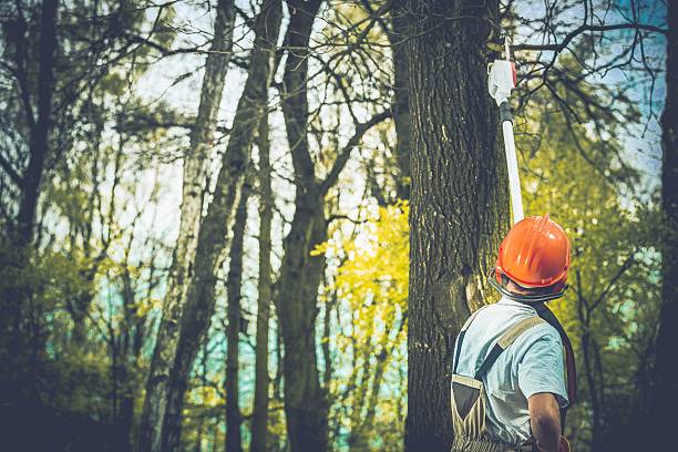 Best Hedge Trimming  in Deerfield, IL