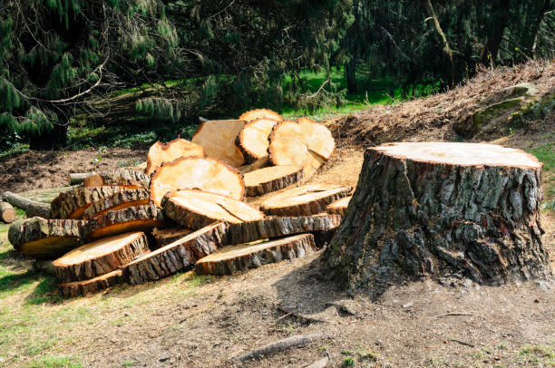 Best Storm Damage Tree Cleanup  in Deerfield, IL